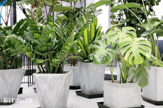 哪些绿植适合在室内养(净化空气还好看的10大室内植物)-图片10